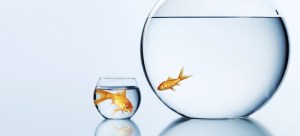 Best be a Big fish in a Small pond